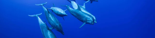 Groupe De Dauphins En Plongee Sous Marine 1