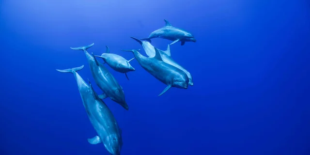 Groupe De Dauphins En Plongee Sous Marine 1
