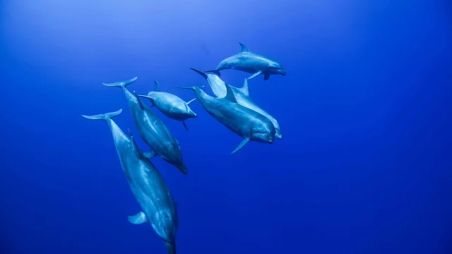 Groupe De Dauphins En Plongee Sous Marine 1
