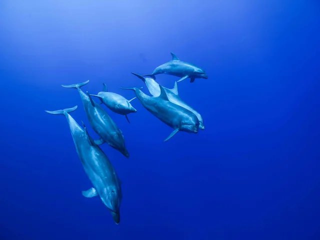 Groupe De Dauphins En Plongee Sous Marine 1