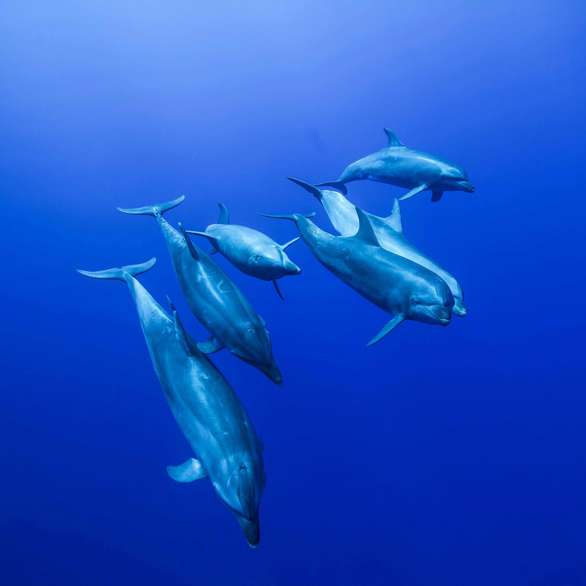 Groupe De Dauphins En Plongee Sous Marine