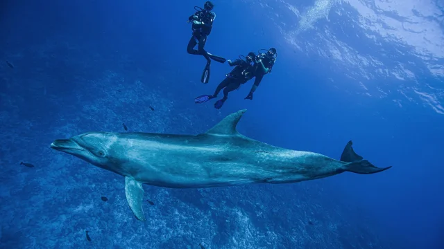Le Dauphin Maui En Plongee