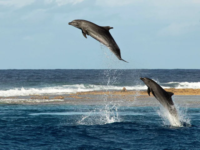 Les Dauphins Caline Et Malik Dans La Passe De Tiputa