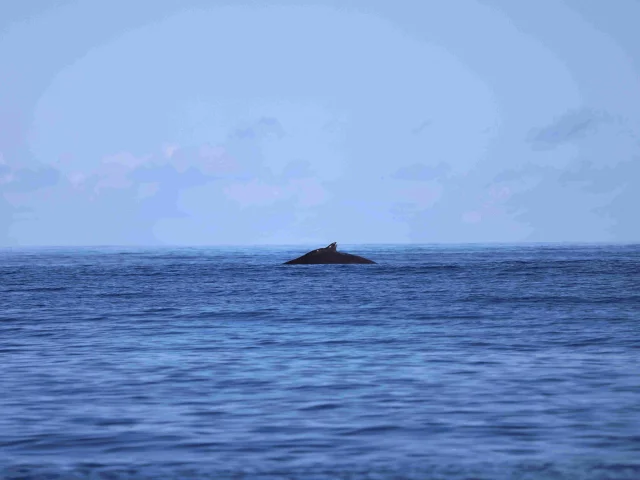 OCE_2930.jpg