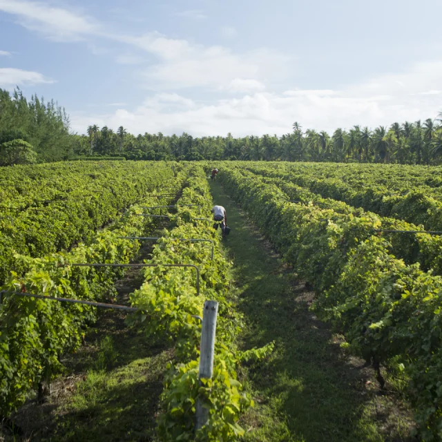Vignoble de Rangiroa © Grégoire Le Bacon
