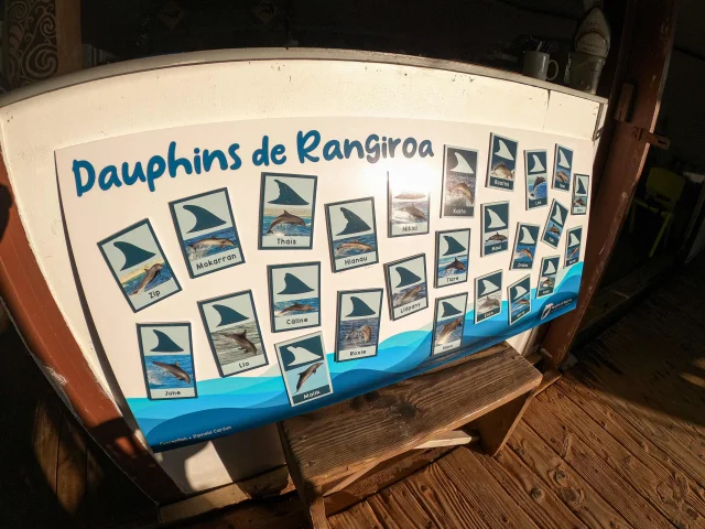 Trombinoscope Des Dauphins De Tiputa