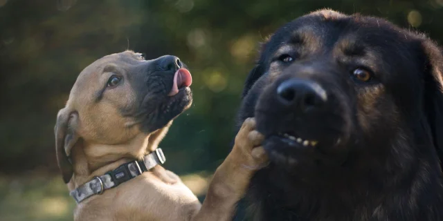 dogs-4807370_1920-1.jpg