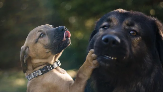 dogs-4807370_1920-1.jpg