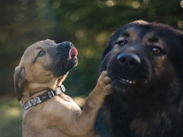 dogs-4807370_1920-1.jpg