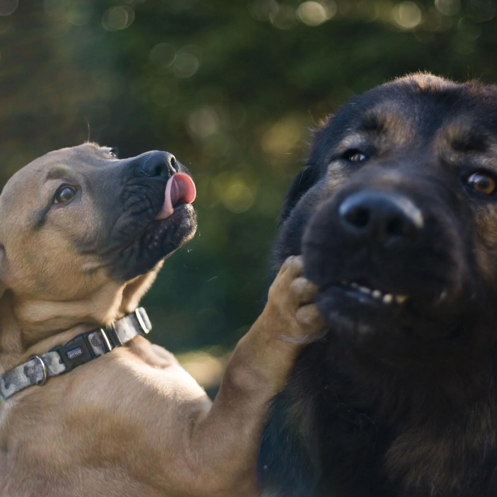 Dogs